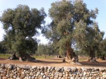 Puglia’s old-age olive trees